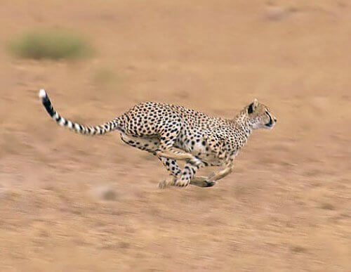 5 of the Fastest Animals on the Planet