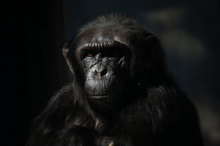 Why Female Chimpanzees Avoid Humans