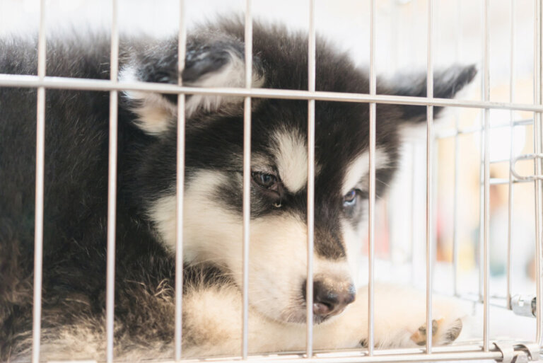 New York Bans Pet Stores from Selling Cats, Dogs and Rabbits