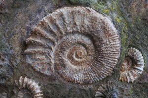 10 Impressive Fossils Discovered in 2022