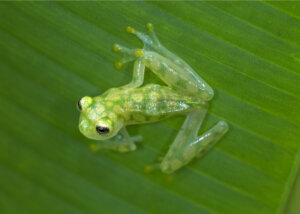 Secrets of Frog Transparency