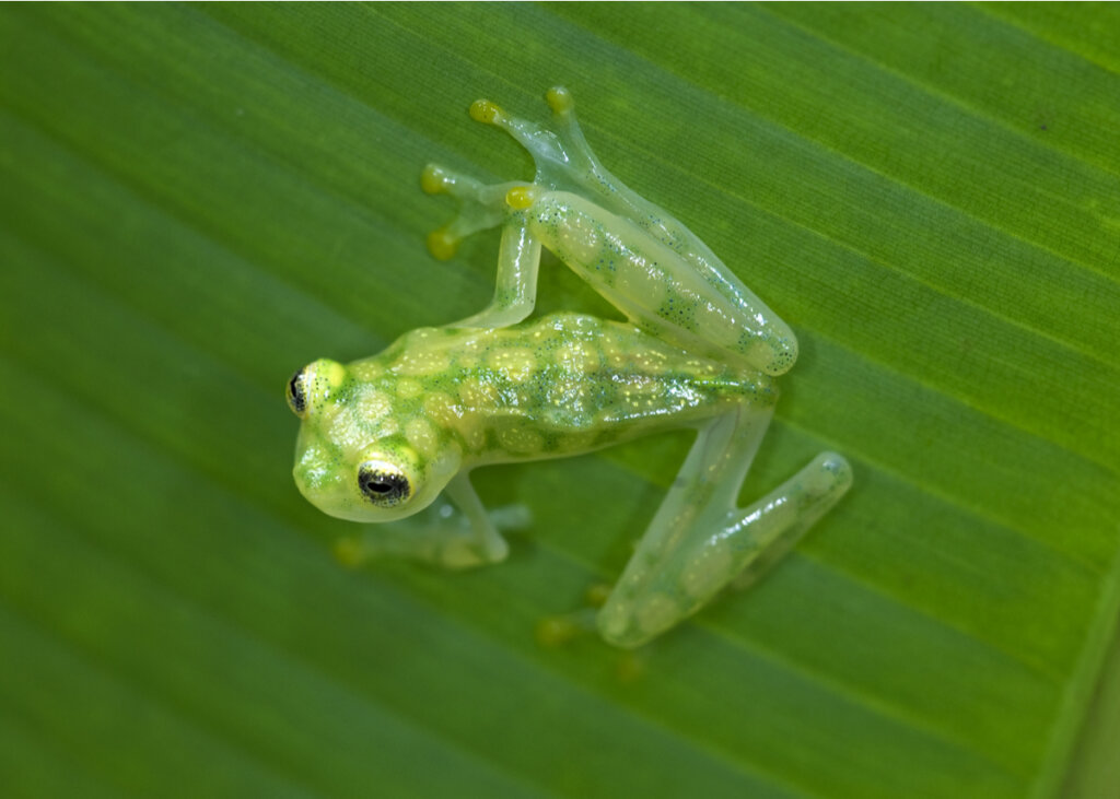 Translucenttree Frog Secrets of frog transparency