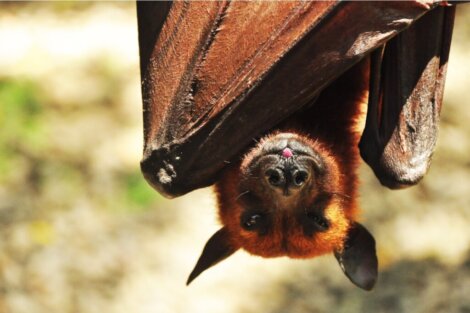The giant golden-crowned flying fox, the world's largest pollinator