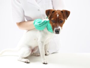 Paraphimosis in Dogs: Characteristics, Causes and Treatment