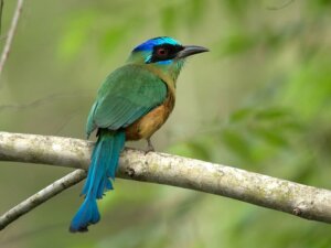 Amazonian Motmot: Habitat and Characteristics