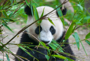 The Last Panda in Latin America?