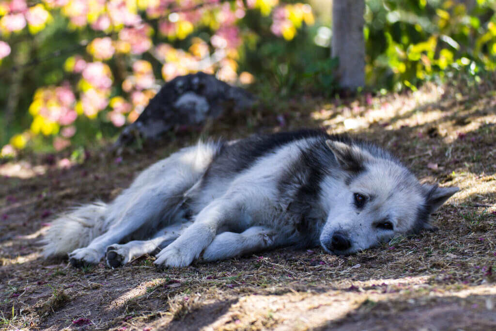 A dog lying down.