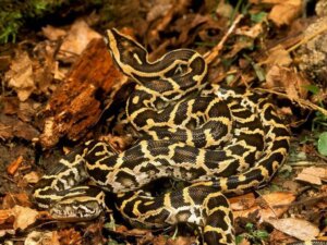 Why Can the Burmese Python Swallow Almost Anything?