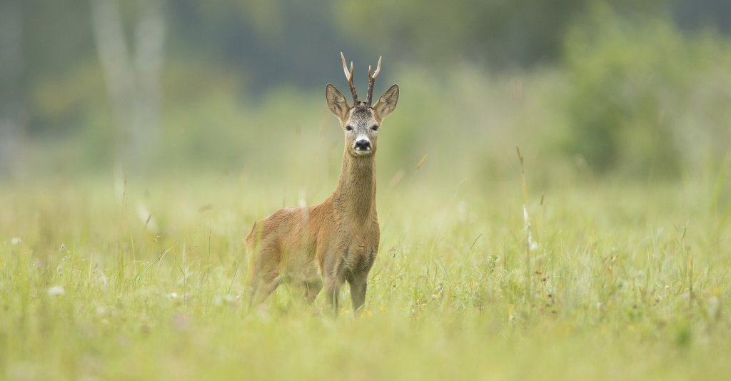 The Expansion of Roe Deer in Spain