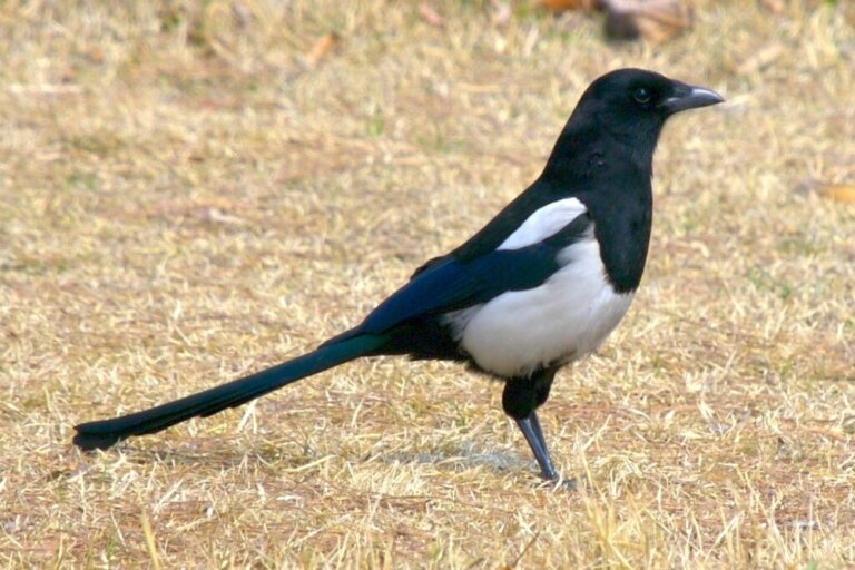 Curious Aspects of the Oriental Magpie