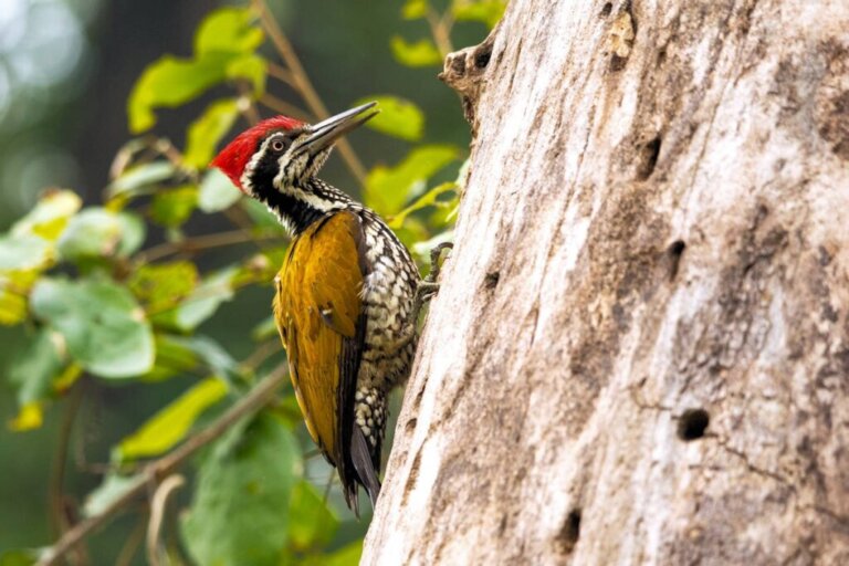 5 Fun Facts About Woodpeckers