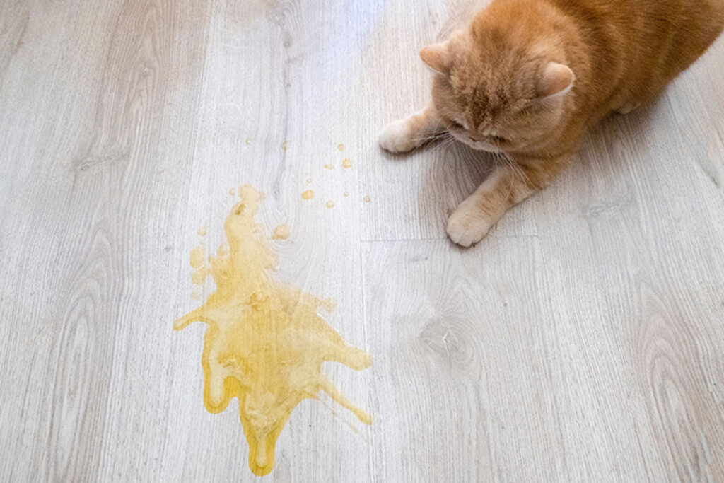 Stunning Cat Vomiting After Eating Wheat Bread Products image