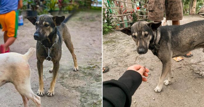 The Dog Who Didn't Stop Barking Until a Motorcyclist Followed Him to a Baby