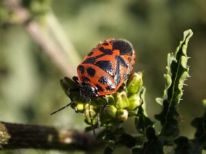 The Firebug: Habitat, Characteristics and Reproduction