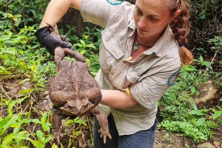 Toadzilla Discovered in Australia Could Be the Largest in the World