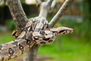 8 Species of Boa Constrictors