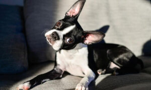 Why Is It Dangerous to Cut off a Dog's Tail?