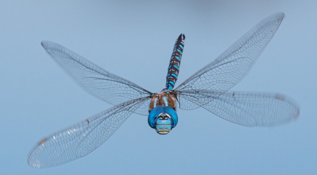 The Most Beautiful Dragonflies in the World
