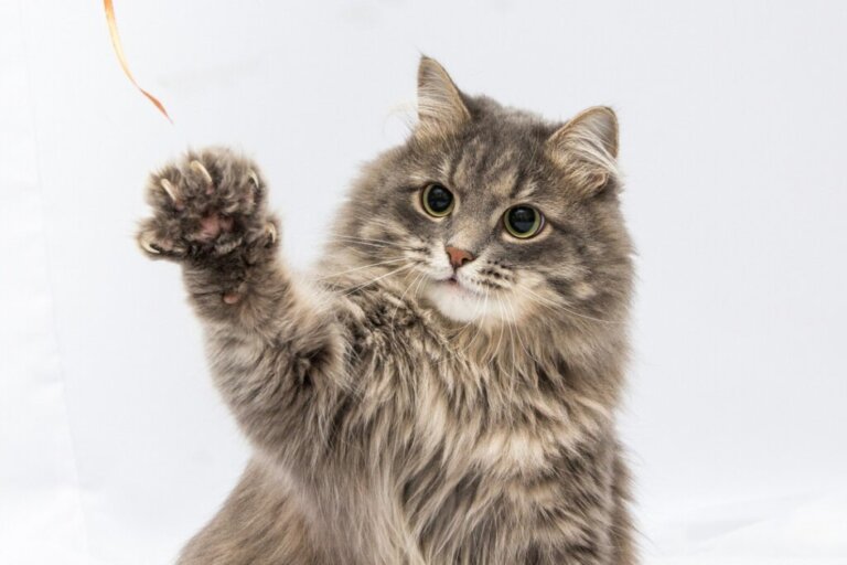 9 Signs Your Cat Is the Boss at Home