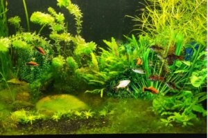 How to Care for Your Aquarium in Winter