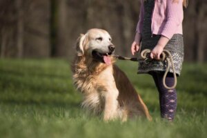 Care Tips for a Golden Retriever's Coat