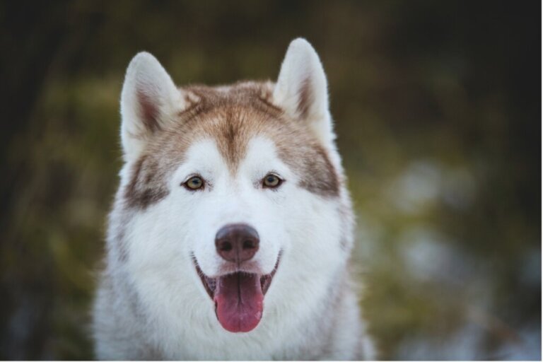 Are There Other Types of Husky?