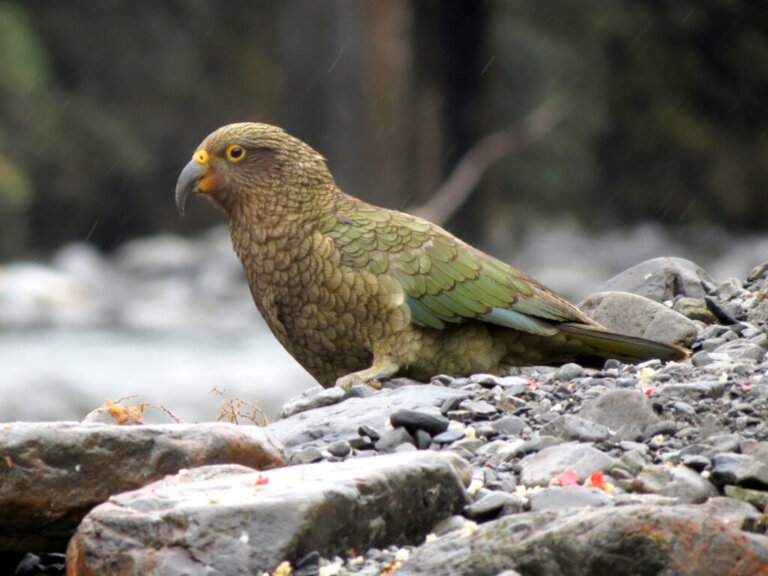 The Kea: The Parrot with a Hunger for Knowledge