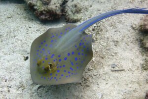 A Stingray Sting: Is It Deadly?