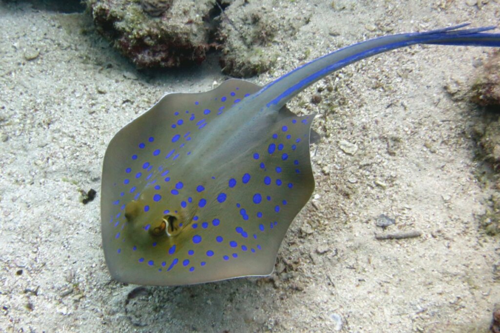 A Stingray Sting: Is It Deadly?