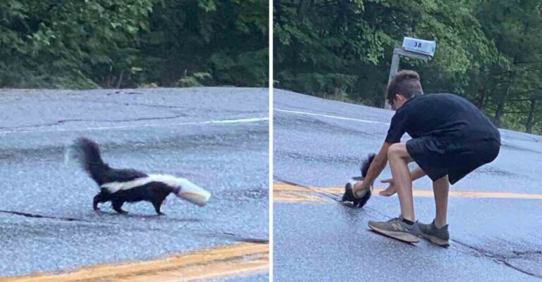Boy Rescues a Skunk and Wasn't Scared of Being Sprayed