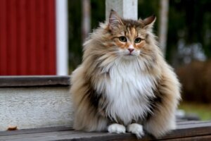 13 Fun Facts About the Norwegian Forest Cat