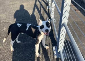 The Joy of the Dog who Thought He Had Lost His Family