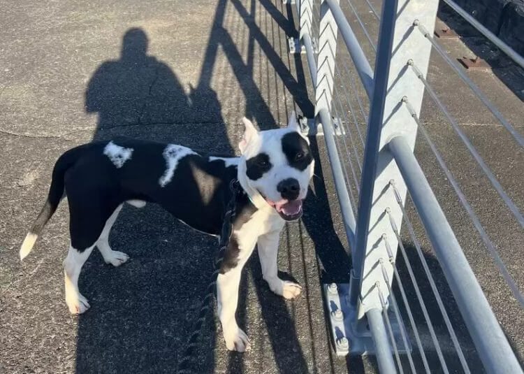 The Joy of the Dog who Thought He Had Lost His Family