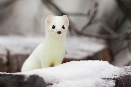 The Stoat: Habitat and Behavior