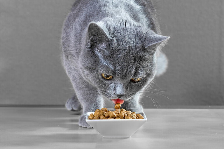 How to change your cat's food?