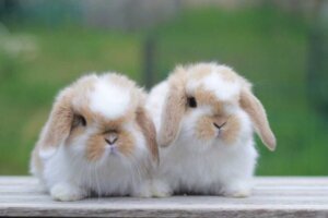 Rabies in Rabbits: Causes, Symptoms and Treatment