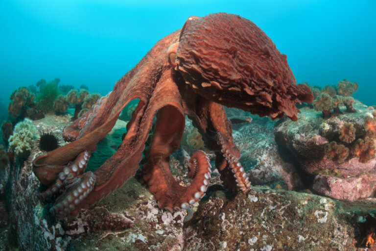 Discover 7 Amazing Octopus Species