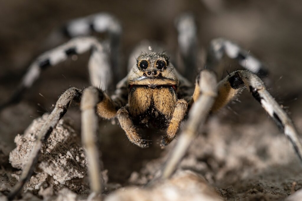 The Wolf Spider: Habitat, Behavior, and Characteristics