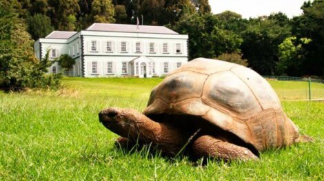 The World's Oldest Land Animal is Called Jonathan and Is 190 Years Old