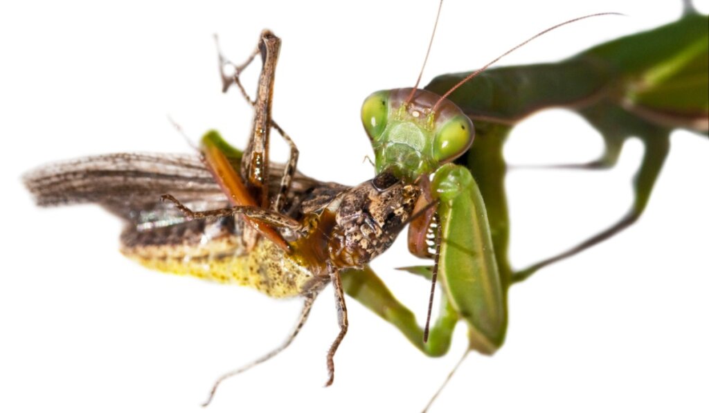 Is the Praying Mantis Poisonous?