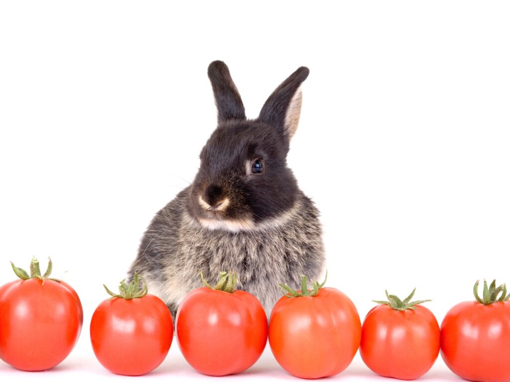 Can Rabbits Eat Tomatoes?