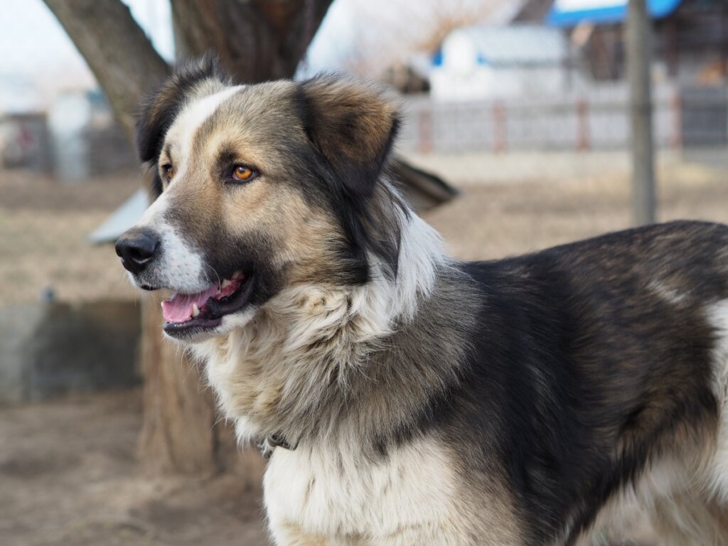 Carpathian Shepherd Dog: All About this Breed