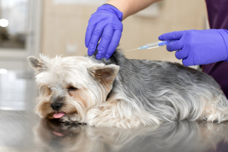 Platelet-Rich Plasma (PRP): Uses and Benefits in Pets