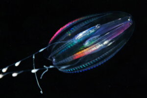 Comb Jellies: Characteristics, Habitat and Behavior