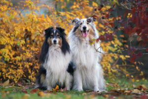 Merle Dogs: What Are They and Which Breeds Have the Mutation?