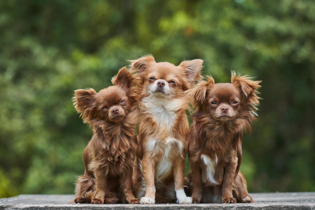 4 Types of Chihuahuas (And Their Characteristics)