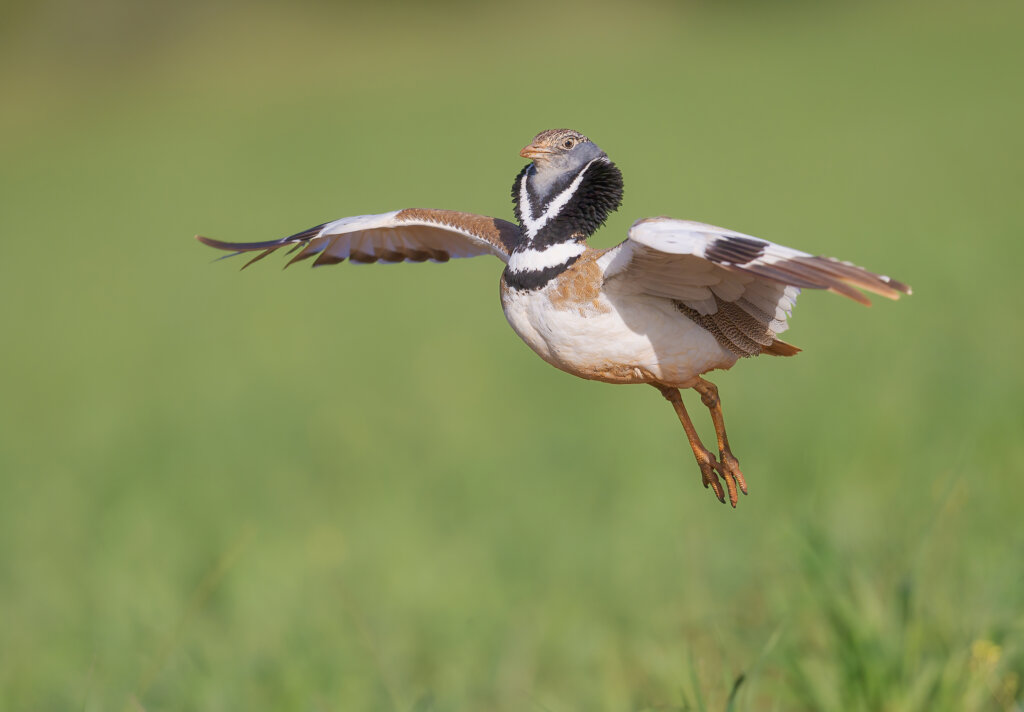 Little Bustard: The Bird “Almost Threatened” με εξαφάνιση