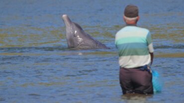 Find Out All About Fishing with Dolphins