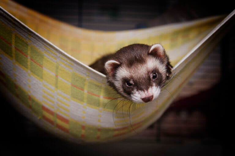 How to Create the Ideal Home for Your Ferret
