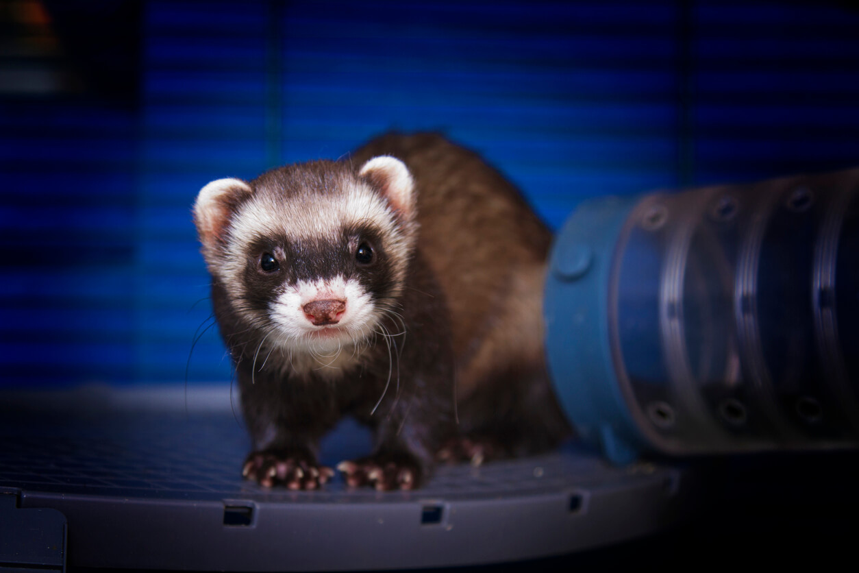 A ferret.